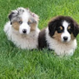 Meet your Posher, Ralph and karen